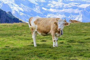 Cow on a summer pasture.