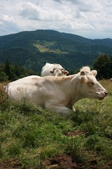 Vaches dans le massif du Grand-Ballon (Vosges, Alsace, Haut-Rhin)