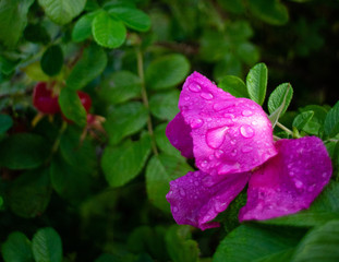 Rose and hip after rain