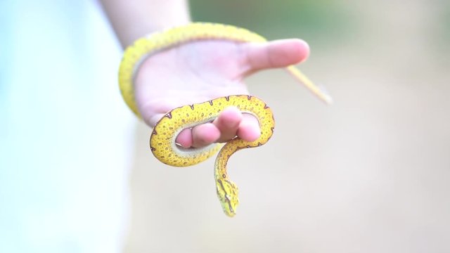 Blonde blue eyes girl has a snake in her hands.