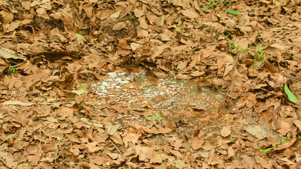 swamp in the forest quagmire landscape