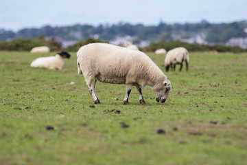 Naklejka na ściany i meble Sheep eating grass in a field