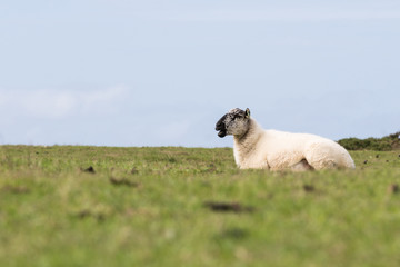 A sheep sitting down in a field bleeting