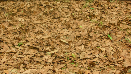 Quagmire Swamp Autumn Leaves Background,