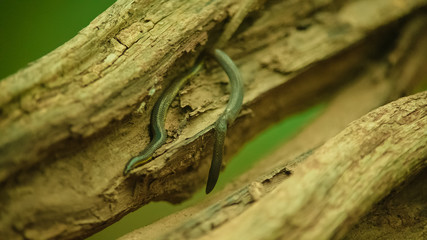 Big size Leech from tropical forest.