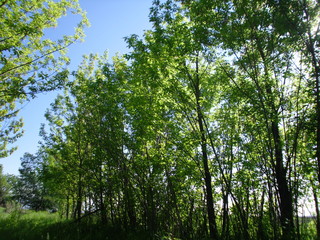 trees and sky