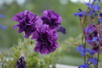 Multicolored violet petunia flowers and blue lobelia on blurred natural background.