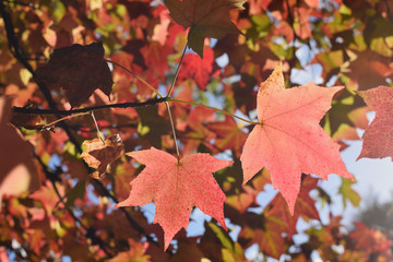 Naklejka na ściany i meble Close up Selective focuse Maple leaf Season Fall Autumn concept Back to school Copy space