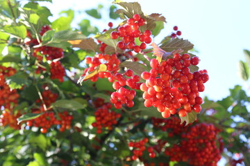 Snowball tree