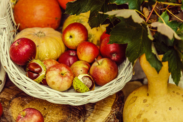 Organic ripe fruit in basket in autumn garden. Fresh apples and pumpkin in nature.