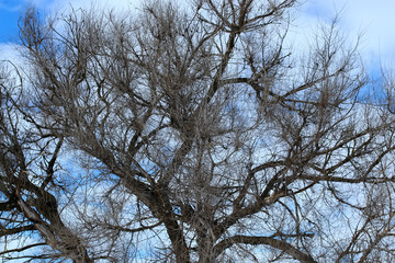 thaw spring lanscape tree