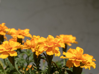 żółte jednobarwne kwiaty aksamitki 