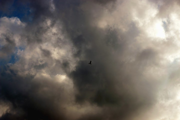 Seagull in the sky