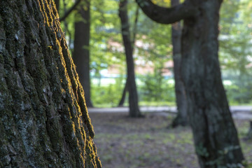 Light mist in the morning fresh summer forest