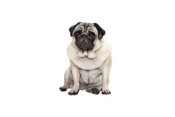 beautiful pug puppy dog sitting down with sweet face, isolated on white background