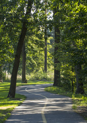 Asphalt road in the summer morning forest