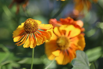 Orange flower in sunlight 