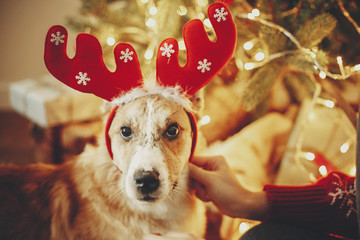 girl putting on cute dog reindeer antlers on background of golden beautiful christmas tree with...