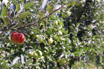 Apple trees with ripe fruits in the autumn garden