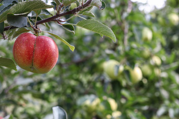 Apple trees with ripe fruits in the autumn garden