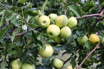Apple trees with ripe fruits in the autumn garden