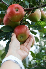 Apple trees with ripe fruits in the autumn garden