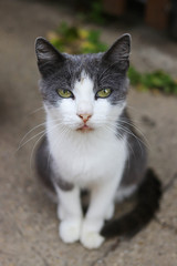 Gray-white cat looking directly at the camera