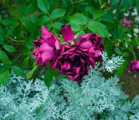Beautiful burgundy purple rose in the garden