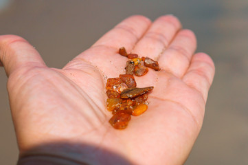 Stones of amber of the Baltic sea. Amber on a palm.