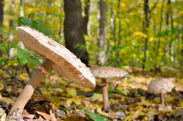 Mushrooms growing in the woods among the fallen leaves. Autumn mushrooms and plants in the forest. Amanita rubescens.