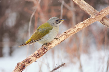 Grey-headed woodpecker sits on a branch, trying to find food before the blizzard begins.