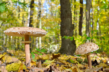 Mushrooms growing in the woods among the fallen leaves. Autumn mushrooms and plants in the forest. Amanita rubescens.