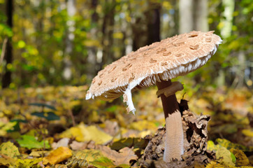 Mushrooms growing in the woods among the fallen leaves. Autumn mushrooms and plants in the forest. Amanita rubescens.