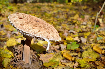 Mushrooms growing in the woods among the fallen leaves. Autumn mushrooms and plants in the forest. Amanita rubescens.