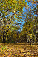 Trees in the autumn forest among  yellow leaves. Autumn landscapes in the forest. Yellow and red leaves on trees in autumn park.