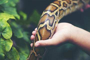 Child hand holding snake boa, Halloween