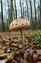 Mushrooms growing in the woods among the fallen leaves. Autumn mushrooms and plants in the forest. Amanita rubescens.
