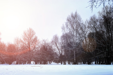 sunrise landscape winter park trees 