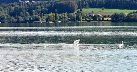 lac de greifensee