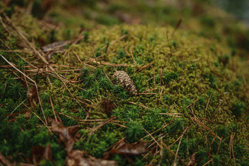 Pine cone on the ground