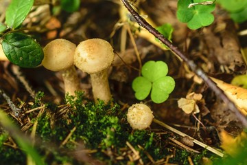 Agaric honey in the forest
