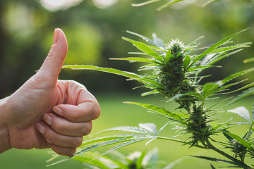 Gesturing thumbs up for good harvest of marijuana 