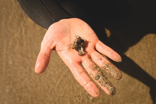 Mans hand holding seashell on the beach