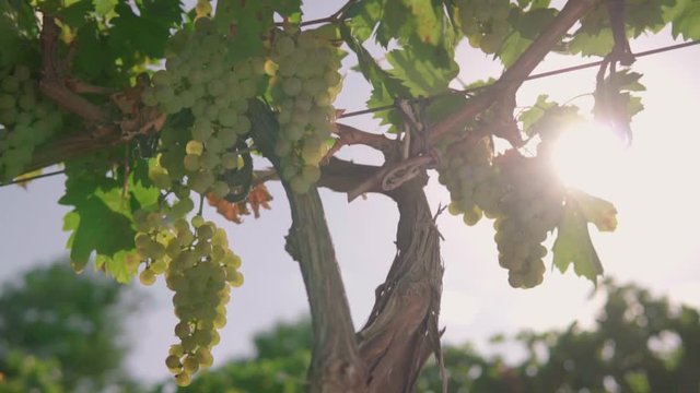 A bunch of grapes, white grapes on a vine.Ripe Grapes On The Vine For Making White Wine