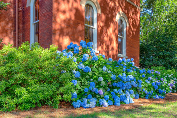 Blue Hydrangea on Campus of Ole Miss - 221899312