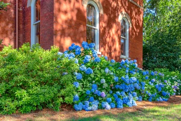 Rolgordijnen Blue Hydrangea on Campus of Ole Miss © wolterke