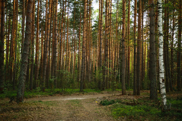 Path in the forest