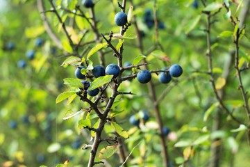 Prunus spinosa blackthorn plum or sometimes thorny plum tree is a deciduous shrub, rarely small...