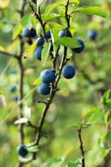 Prunus spinosa blackthorn plum or sometimes thorny plum tree is a deciduous shrub, rarely small tree, coming from Europe, Asia and North Africa