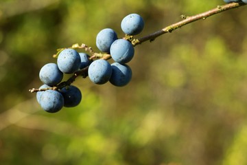 Prunus spinosa blackthorn plum or sometimes thorny plum tree is a deciduous shrub, rarely small tree, coming from Europe, Asia and North Africa